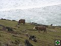 thn_The Catlins Coast 004.jpg